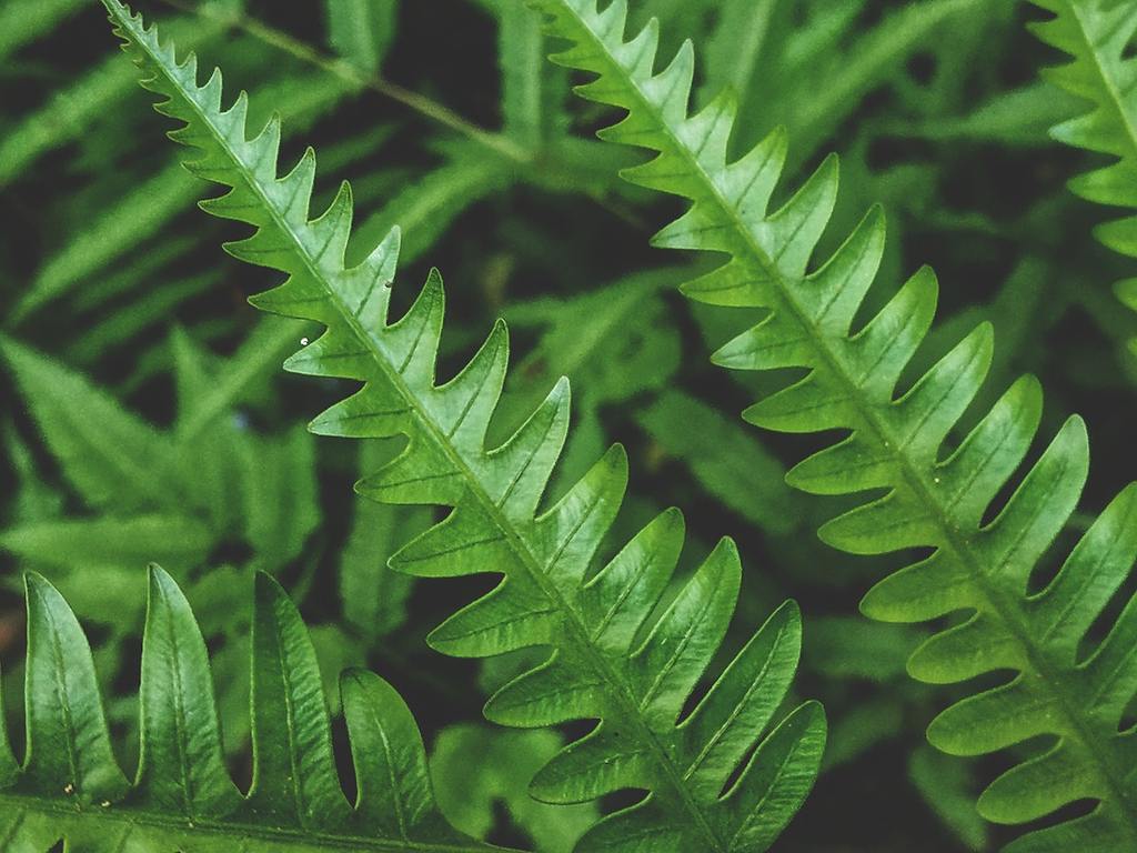 Green Fern